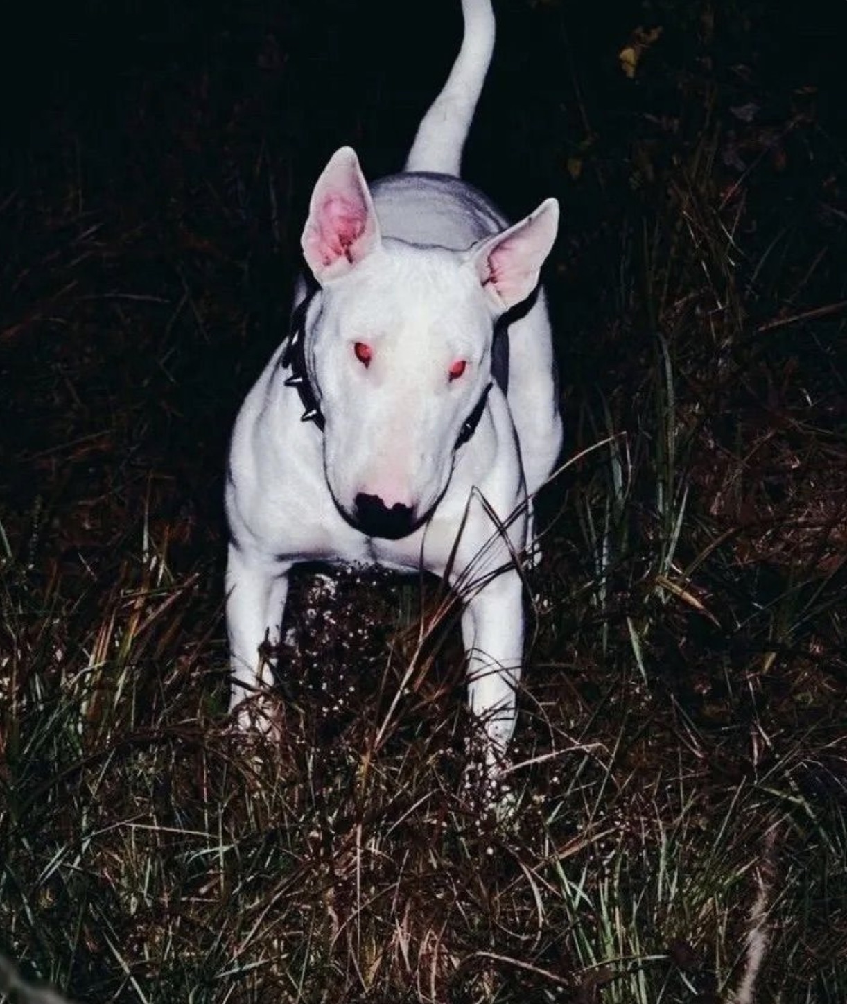 Bull Terrier